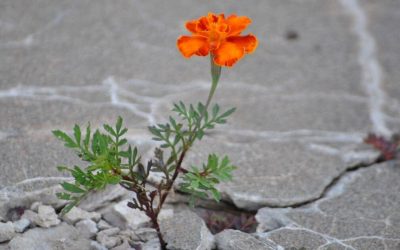 Corona Trauma A Mindful Response